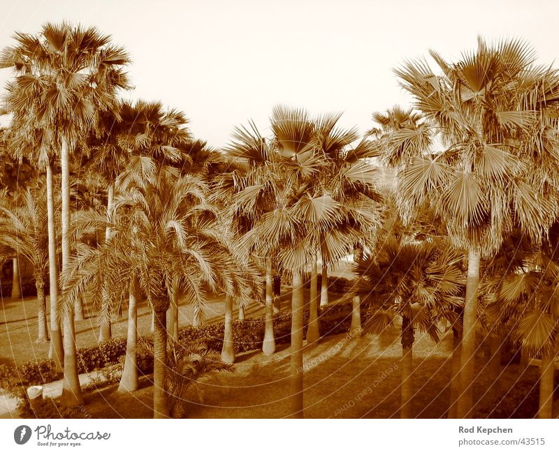 Summer Palms Palme Sommer Sonne Strand Meer Ferien & Urlaub & Reisen Baum Promenade Wasser Schwarzweißfoto