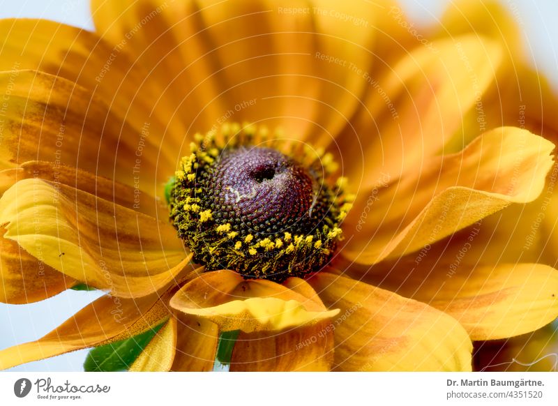 Rudbeckia hirta, rauer Sonnenhut Pflanze Blume Sommerblume Blütenstand Blütenstände blühen gelb Korbblütler aus Nordamerika Asteraceae Compositae