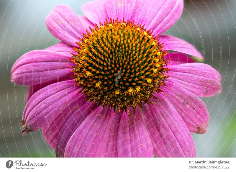 Echinacea purpurea aus Nordamerika, purpurner Blütenstand Blume blühen Pflanze Zungenblüten Röhrenblüten violett Korbblütler Asteraceae Compositae