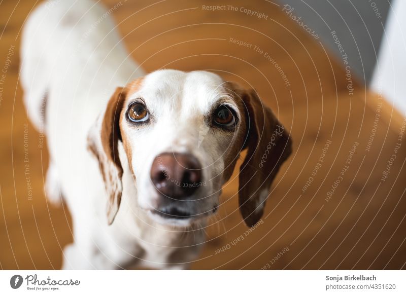 Istrianer kurzhaarige Bracke übt den "Dackelblick" beim Betteln um ein Leckerli hund betteln dackelblick istrianer kurzhaarige bracke haustier Tierporträt