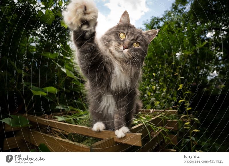 verspielte Katze im Freien, die nach der Kamera greift Natur grün Haustiere fluffig Fell katzenhaft maine coon katze weiß blau grau Langhaarige Katze Ein Tier