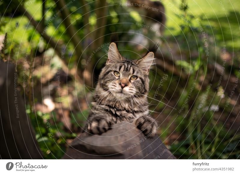 verspielte getigerte maine coon Katze, die sich auf einem Stein im Freien aufbäumt Natur grün Rassekatze Haustiere fluffig Fell katzenhaft maine coon katze