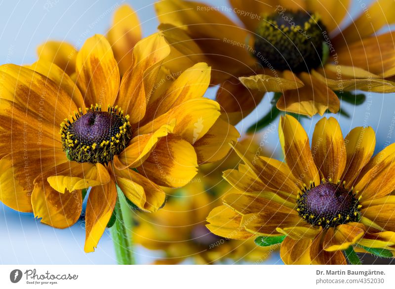 Rudbeckia hirta, rauer Sonnenhut Pflanze Blume Sommerblume Blütenstand Blütenstände blühen gelb Korbblütler aus Nordamerika Asteraceae Compositae