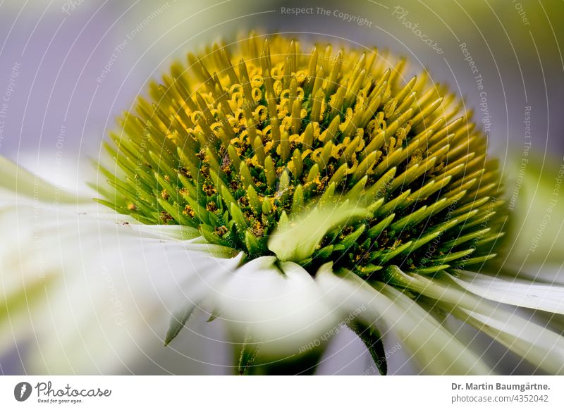 Echinacea purpurea aus Nordamerika, weißer Blütenstand Blume Pflanze Zungenblüten Röhrenblüten Korbblütler Asteraceae Compositae Scheinrudbeckie Heilpflanze