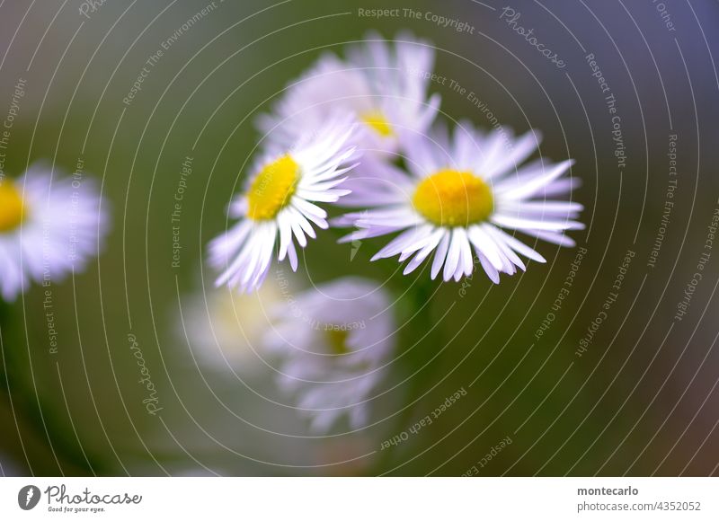 Berufskraut Wildpflanze Grünpflanze Pflanze Sommer Blume Natur Umwelt natürlich Außenaufnahme Nahaufnahme Licht Sonnenlicht klein frisch