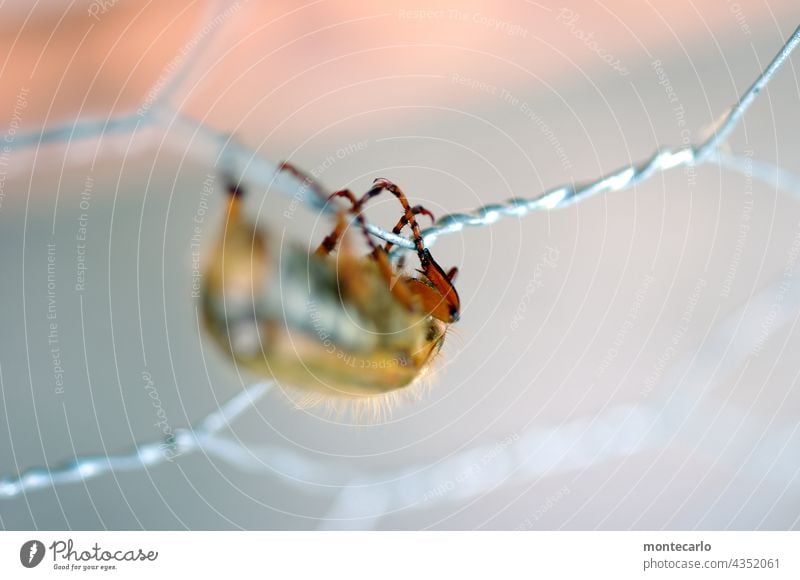 letzter halt | ein käfer klammert sich an den schutzdraht eines insektenhotels Tier Insekt Käfer Makroaufnahme Natur Schwache Tiefenschärfe Nahaufnahme