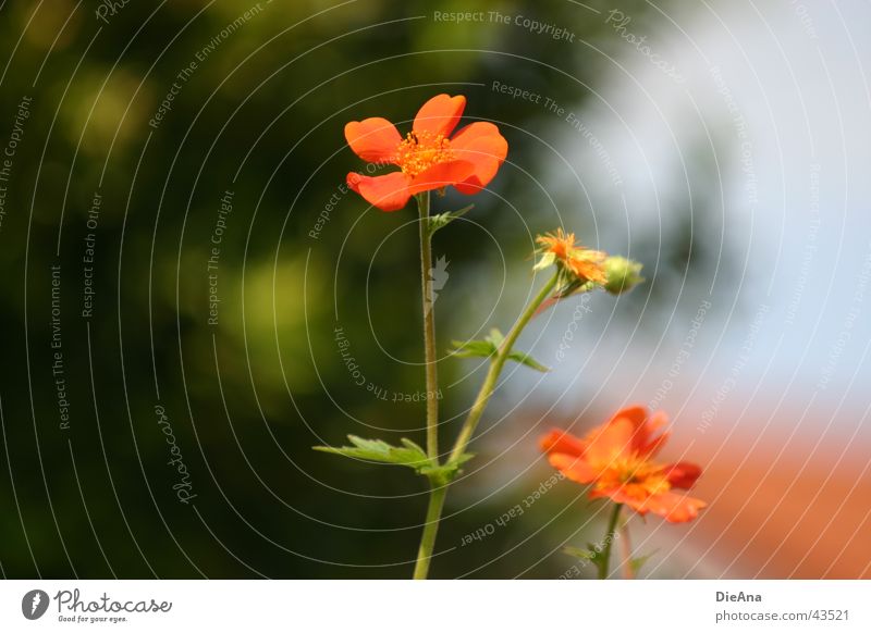 Blümchen und so... Haus Pflanze Schönes Wetter Baum Sträucher Blatt Blüte Dach Blühend verblüht grün orange Stengel Mai bume Farbfoto Außenaufnahme Menschenleer