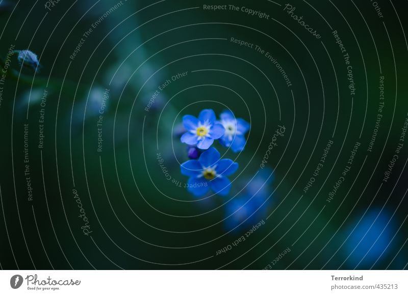 eternal sunshine of the spotless mind Blume Pflanze Vergißmeinnicht Blüte Blühend Sommer Frühling Wachstum gedeihen Unschärfe zurück