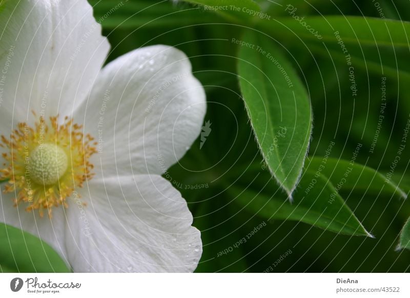 Anschnitt Pflanze Wassertropfen Blume Blatt gelb grün weiß flower leaves Farbfoto Außenaufnahme Menschenleer Tag Licht Schatten Kontrast Unschärfe