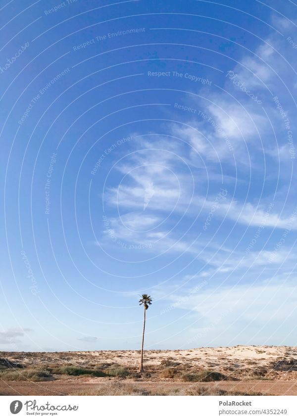 #A# Einsame Palme Palmen Himmel Wüste Fuerteventura insel Sommer Sommerstimmung Sommerurlaub Natur Urlaub Sonne Reise blau Landschaft