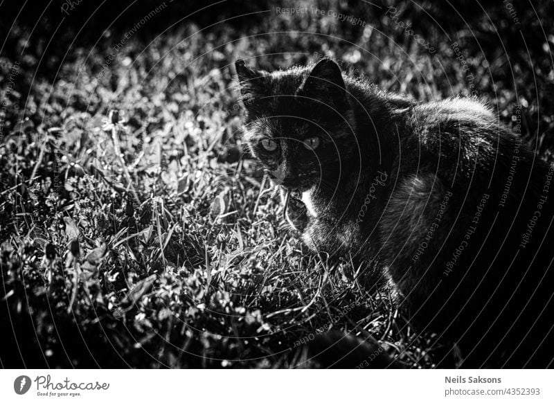 Katze mit Maus im Maul. Jagen, fangen für Nahrung. Schwarz und weiß. abstrakt Tier Kunst Hintergrund schwarz Nahaufnahme dunkel Design dreckig heimisch essen