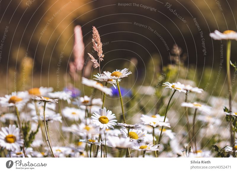 Sommerwiese mit Margariten, Gräsern und Kornblumen Menschenleer Margerite margariten Blume Blüte Natur Blühend schön Nahaufnahme Schwache Tiefenschärfe