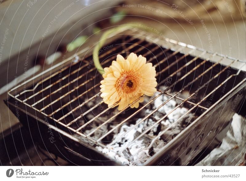 Kommen und Gehen Grill Gerbera Blume Pflanze Dinge Natur kochen & garen