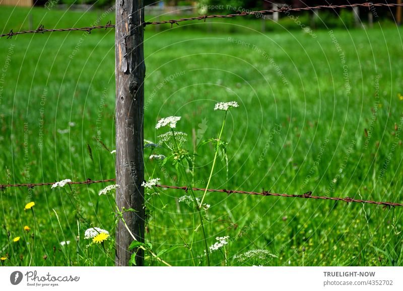 Weidezaun Idyll: Einige weisse und gelbe Wiesenblumen wachsen neben einem alten Zaunpfahl aus Holz, der in einer satt grünen oberbayerischen Wiese steht und oben und unten einem ebenso alten, rostigen Stacheldraht Halt gibt