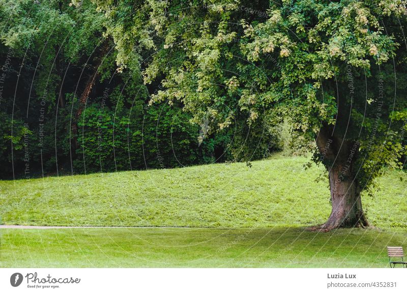 Platz nehmen, im Park - ein mächtiger alter Baum, viel Grün und ein Stuhl, der auf Gäste wartet grün groß Laub Sommer Sonnenschein sonnig menschenleer einladend