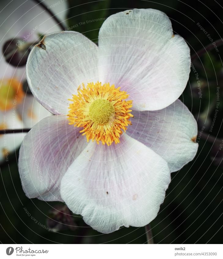 Offen für alles Herbstanemone Makroaufnahme Detailaufnahme Nahaufnahme Blütenblatt Staubfäden Hahnenfußgewächse weich Blühend Sommer Blume gelb Windröschen