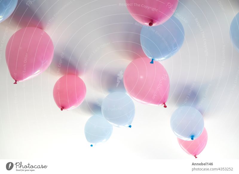 Geschlecht offenbaren Partei blau und rosa Luftballons im Wohnzimmer auf weiße Wand Definition eines Jungen oder Mädchen, Versammlung Party Partydekoration