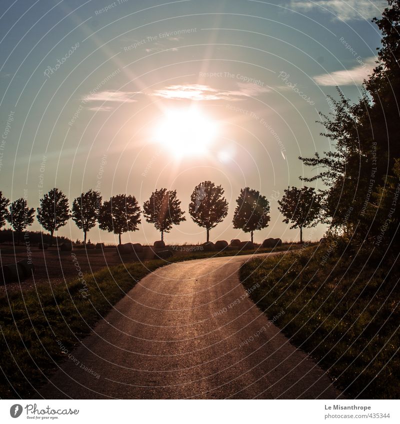 Gebundene Bäume Natur Landschaft Erde Sonne Sommer Baum Gras Feld Wallrabenstein Idstein Taunus Dorf frei Freundlichkeit Fröhlichkeit Glück Unendlichkeit blau