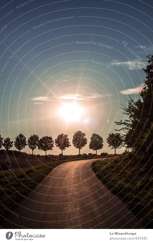 Gebundene Bäume II Natur Landschaft Sonne Sommer Baum Wiese Feld Wallrabenstein Taunus Dorf blau gelb gold grün Gefühle Stimmung Warmherzigkeit Leben