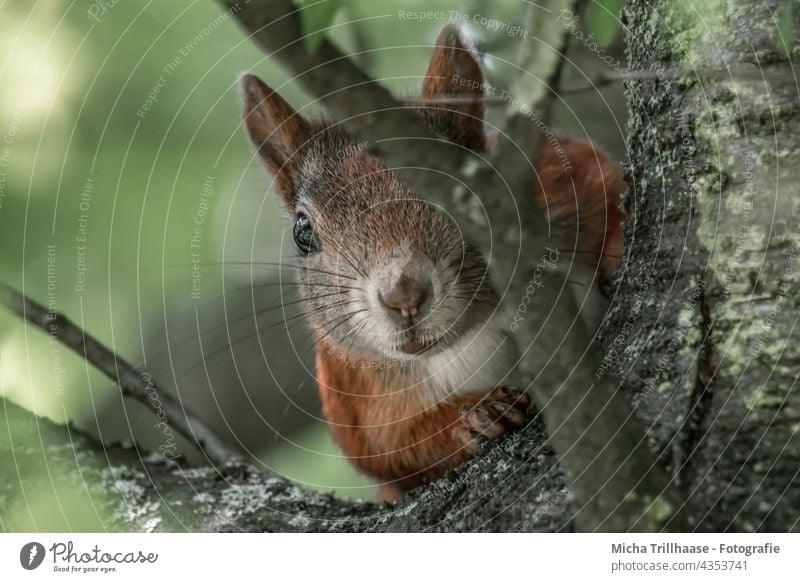 Vorsichtig beobachtendes Eichhörnchen Sciurus vulgaris Tiergesicht Kopf Auge Maul Nase Ohr Fell Pfote Krallen Nagetiere Natur Wildtier Blick Neugier niedlich