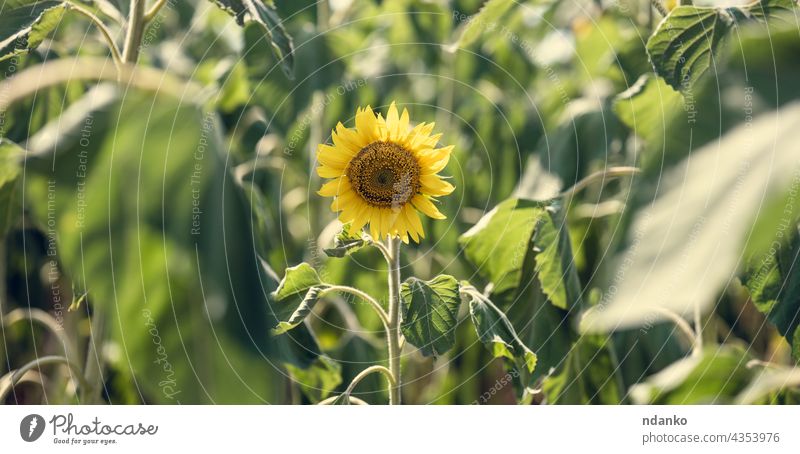 Feld mit blühenden Sonnenblumen an einem Sommertag Nachmittag Ackerbau Überstrahlung Blüte blau hell Landschaft Tag Flora geblümt Blume Garten grün Wachstum