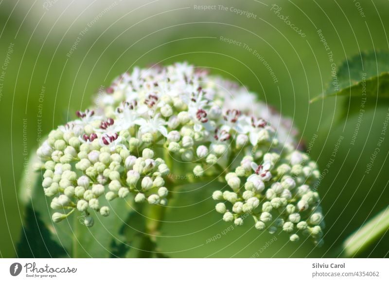 Zwergholunder in Blüte Nahaufnahme mit selektivem Fokus Pflanze Natur grün Blume Sommer Blatt Blütezeit weiß Wildpflanze Buchse Flora Blütenblätter