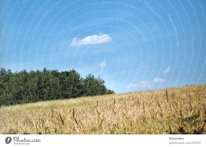 Wiesen Idylle grün Weizen Gras Ilmenau blau Himmel XP Landschaft