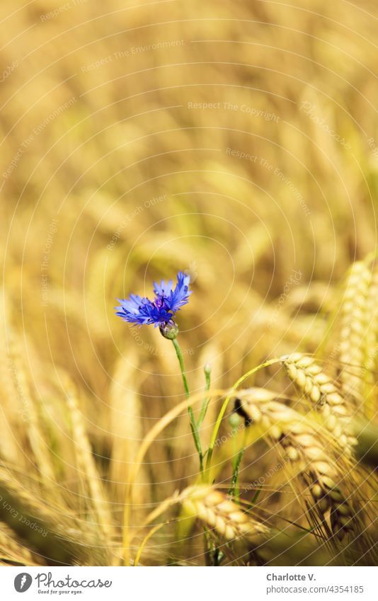 Kornblume im Gerstenfeld Wildblume Nutzpflanze Sommertag reif gelb blau violett Einzelne Blume Ähren zart Feld Natur Getreide Pflanze Kornfeld Außenaufnahme