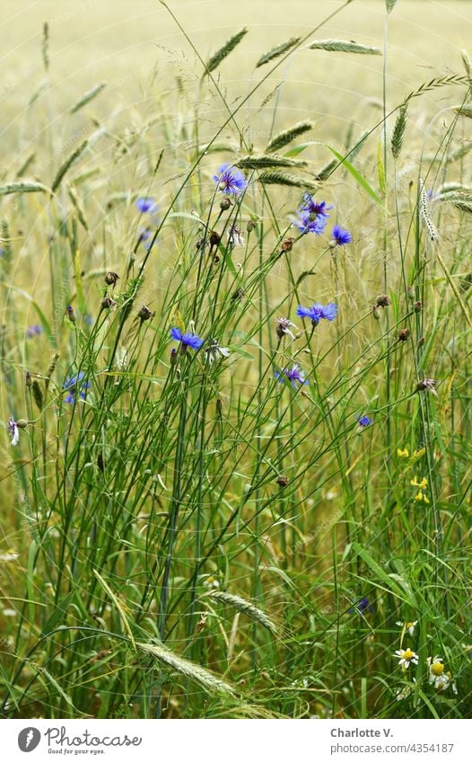 Kornblumen Blumen Blüte Pflanze Farbfoto Sommer Blühend Außenaufnahme Natur Wildpflanze Wildpflanzen Tageslicht blühende Blume natürlich natürliches Licht