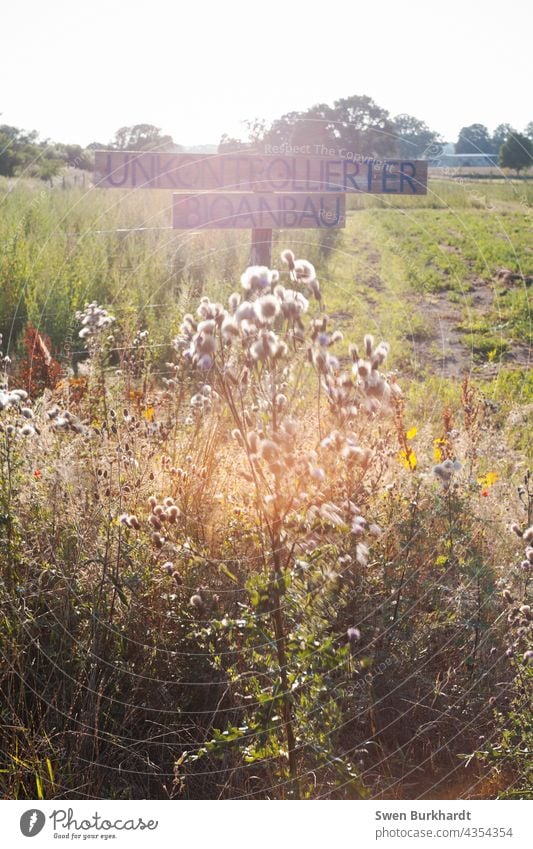 Unkontrollierter Bioanbau Bioprodukte Biologische Landwirtschaft Ernährung Frucht Lebensmittel Gesundheit Vegetarische Ernährung bio Gesunde Ernährung Ernte