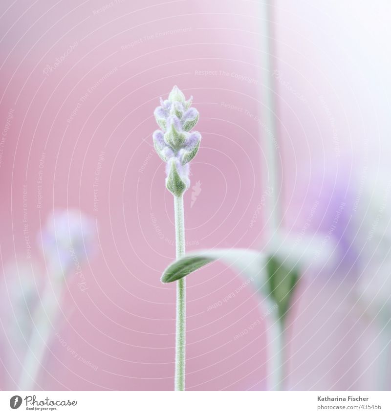 Lavendel zur rosa Stunde Natur Pflanze Nutzpflanze Wildpflanze Lavrndelblüte Heilpflanzen Garten Wiese Blühend Wachstum blau braun grün violett weiß Blatt Blüte