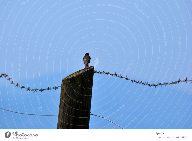 Am Stacheldrahtzaun Himmel Sommer Schönes Wetter Tier Wildtier Vogel Singvogel 1 Holz frei blau Freiheit Farbfoto Außenaufnahme Tag