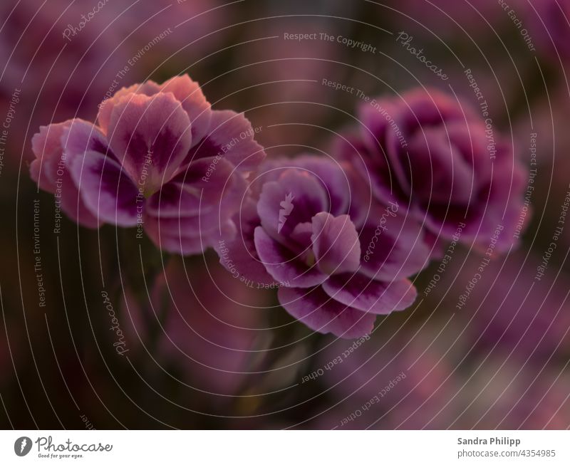 3 Nelkenblüten vor unscharfem Hintergund nelke Blüte Frühling schön rosa Natur Pflanze Farbfoto natürlich Garten Nahaufnahme Makroaufnahme Detailaufnahme