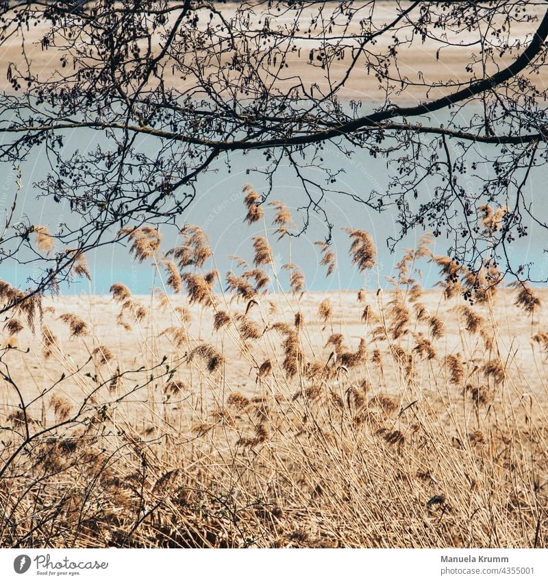 Seeblick Seegras Seeufer Sommer Uferlinie uferzone blau Blick Äste Wasser beige Natur Außenaufnahme Farbfoto Landschaft Schönes Wetter Umwelt Idylle ruhig