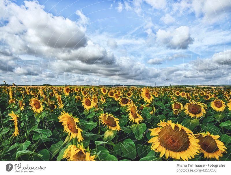 Sonnenblumenfeld Helianthus annuus Blumenfeld Feld Blüten Blätter Natur blühen Himmel Wolken Sonnenschein Landschaft wachsen Landwirtschaft Ackerbau Pflanzen