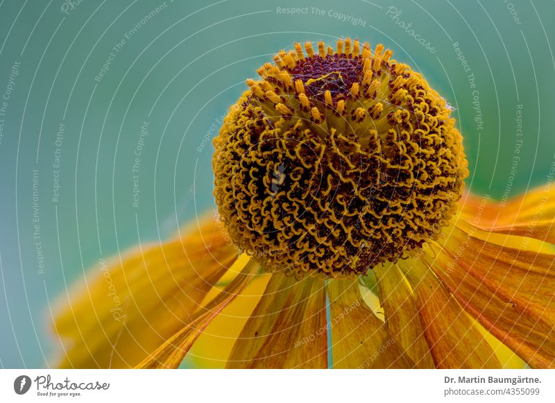 Sonnenbraut, Heleniumsorte Sahin´s Early Flowerer, Blütenstand Sorte Züchtung Staude aus Nordamerika Blume Pflanze Korbblütler Sommerblüher Asteraceae