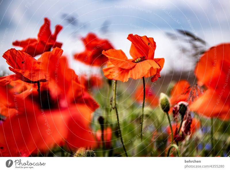 verwehter mo(h)ntag Schönes Wetter Blühend prächtig Mohnblüte Sommer Außenaufnahme Menschenleer Blume Sonnenlicht leuchtend Blatt schön Garten Unschärfe