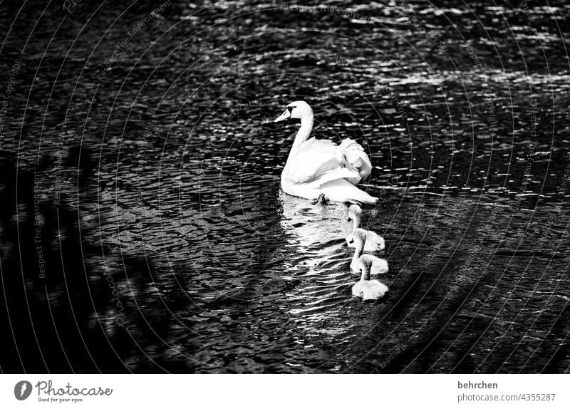 schwanenliebe Mosel Wasser Fluss Schwarzweißfoto beschützen Vertrauen Familie Sonnenlicht Licht Flügel Schnabel Natur Tier Kontrast Gefieder Jungtier niedlich