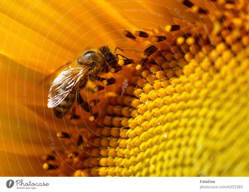 Gärtnern für Anfänger VIIII - Eine von 160 gepflanzten Sonnenblumen in Fotolines Vorgarten hat Besuch von einer fleißigen Honigbiene. Blume Steingarten Pflanze