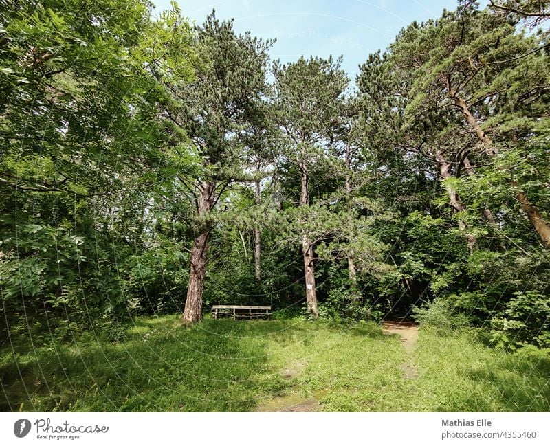 Guter Platz für eine Wanderpause Pause Wanderung Wandern Wald Bäume Bank Gras Grün Waldboden Pause machen Pausenplatz pausenbeschäftigung pausenzeit pausensnack