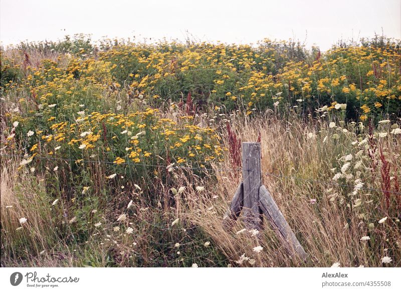 Ostsee- Deich voller Blumen - Blumenwiese mit Zaunpfahl und Drahtzaun Hügel Wiese Natur Pflanzen rot gelb grün Sommer schönes Wetter Wind Gras Sonnenlicht warm