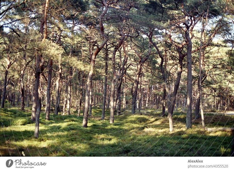 Sonnendurchfluteter Nadelwald hinter dem Deich an der Ostsee Natur Pflanzen grün Sommer schönes Wetter Gras Sonnenlicht warm analog Körnung 35mm Landschaft