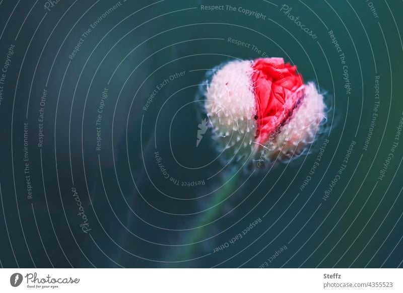 der Mohn zum Mo(h)ntag Mohnknospe Mohnblüte Mohnblume Papaver Blütenknospe rot blühen blühend Jungpflanze Wildblume Wiesenblume Sommerblume Blumenknospe