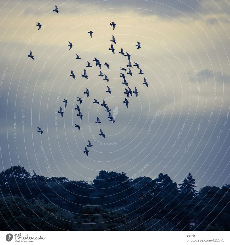 Kilbogget Natur Luft Himmel Wolken Baum Park Vogel Schwarm dunkel natürlich Baumkrone Traurigkeit fliegen Vogelflug Farbfoto Außenaufnahme Menschenleer Tag