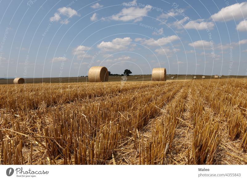 Abgeerntetes Feld mit mehreren gerollten Heuballen im Sommer landwirtschaftlich Ackerbau Ballen Windstille Land Landschaft Ernte Zylinder trocknen Gerät