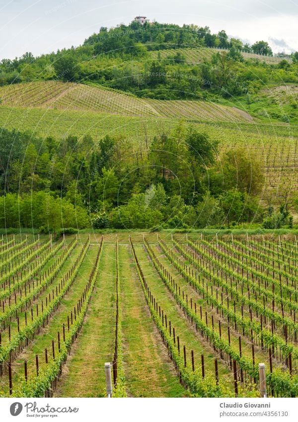 Weinberge in Oltrepo Pavese, Italien, zur Frühlingszeit Borgo Priolo Europa Lombardei Montalto Pavese pavia Ackerbau Farbe Tag Bauernhof Feld grün Hügel