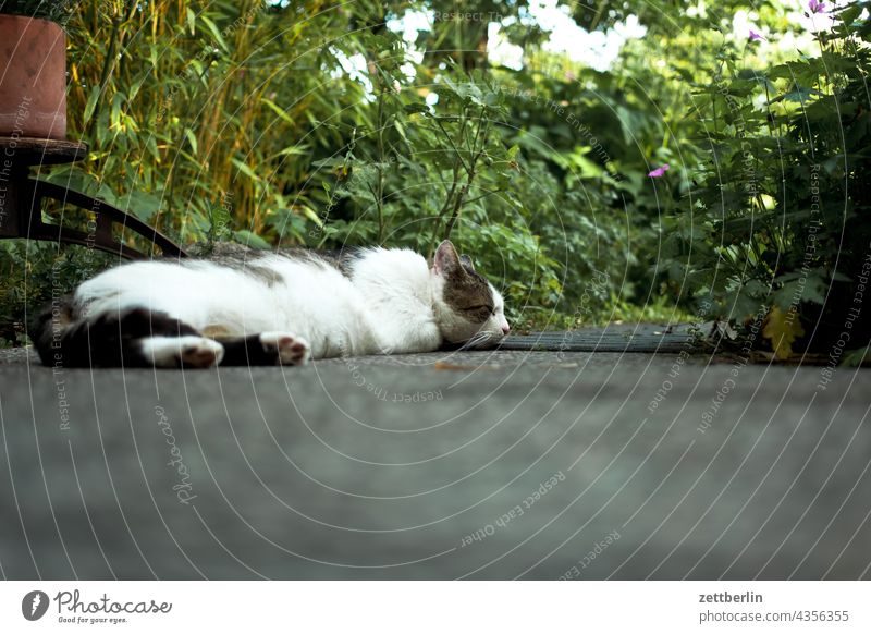 Katze zu Besuch dämmerung erholung erwachen ferien garten himmel kleingarten kleingartenkolonie menschenleer natur pflanze ruhe saison schrebergarten strauch