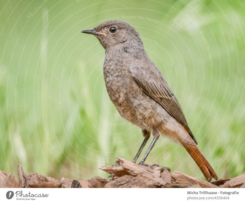 Hausrotschwanz Porträt Phoenicurus ochruros Rotschwanz Tiergesicht Kopf Schnabel Auge Federn Gefieder Flügel Beine Krallen Wiese Gras Vogel Wildvogel Wildtier