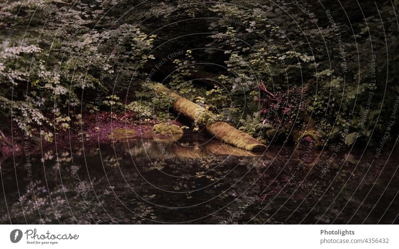 Spiegelung am Nixenweiher. Märchenhafte Stimmung an einem kleinen versteckten Weiher. Wo bleiben die Feen? Natur schön Sommer Wasser mystisch