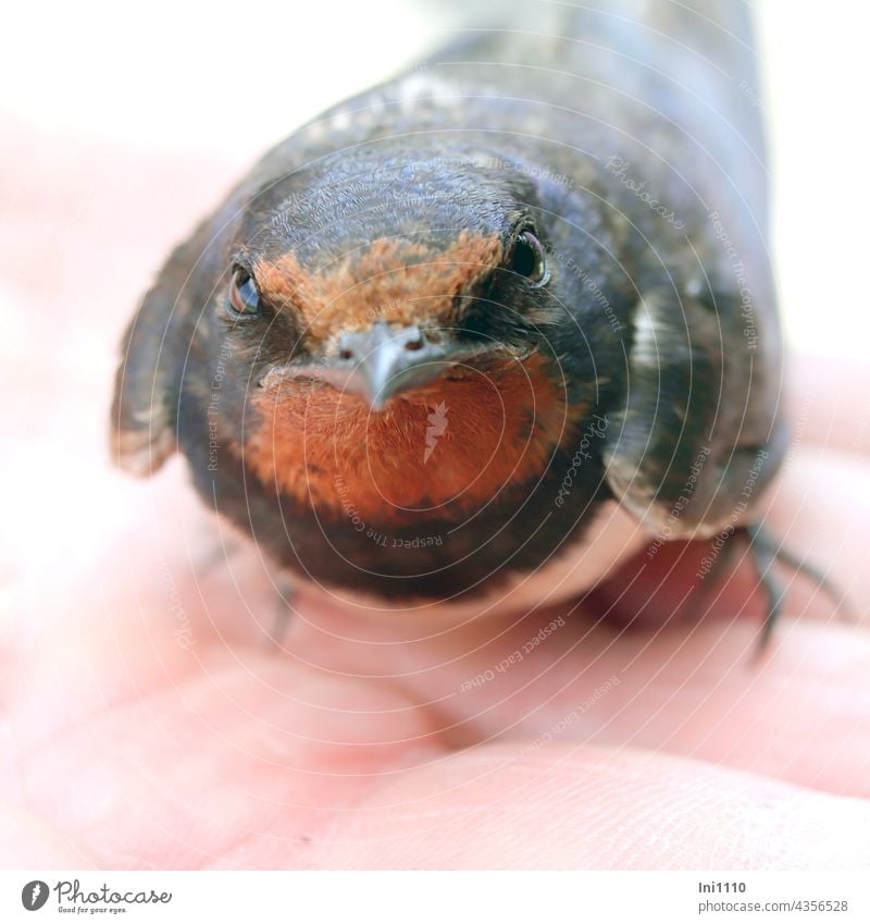 Rauchschwalbe auf der Hand Sommer Tier Vogel Zugvogel Hausschwalbe Hirundo rustica Tierporträt Gesicht blau-schwarz Gefieder kastanienbraune Kehle